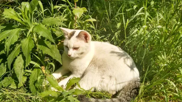 Gato ra a  idade 1 ano nome Marie