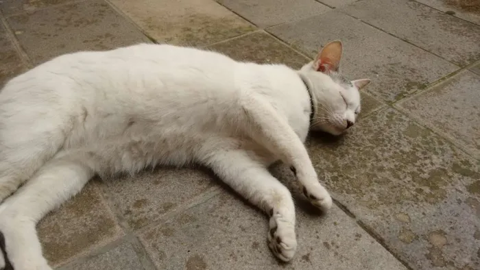 Gato ra a  idade 1 ano nome Marie