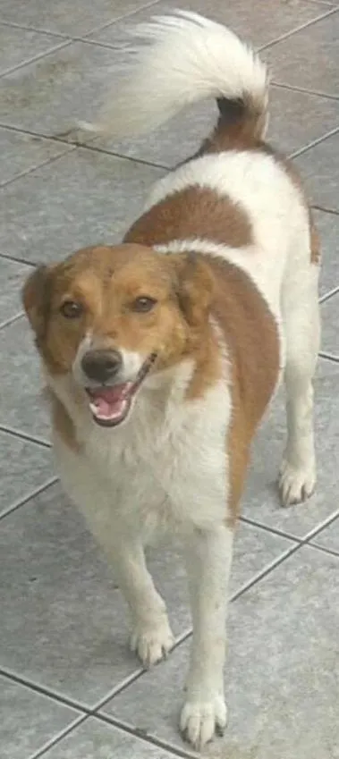 Cachorro ra a SRD idade 2 anos nome Galega