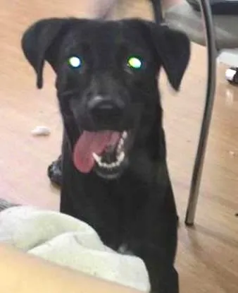 Cachorro ra a vira lata idade 7 a 11 meses nome Bart