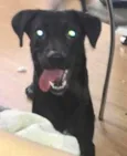 Bart