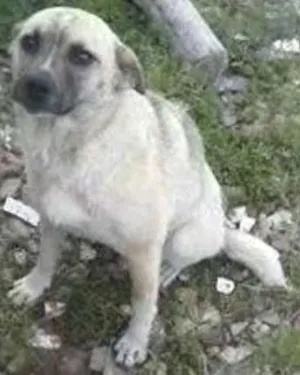 Cachorro raça SRD idade 2 anos nome BRANCA
