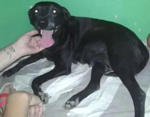 Cachorro raça LABRADOR idade 6 ou mais anos nome PRETA