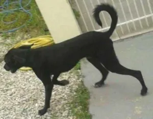 Cachorro raça SRD idade 1 ano nome POTI