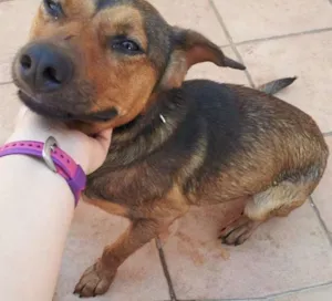 Cachorro raça vira-lata idade 1 ano nome Sem nome