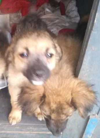 Cachorro ra a raça não definida idade 2 a 6 meses nome sem nome