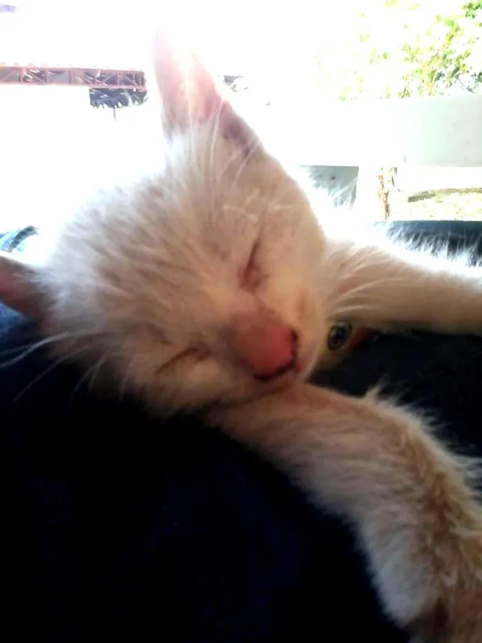 Gato ra a nao sei idade Abaixo de 2 meses nome branquinho