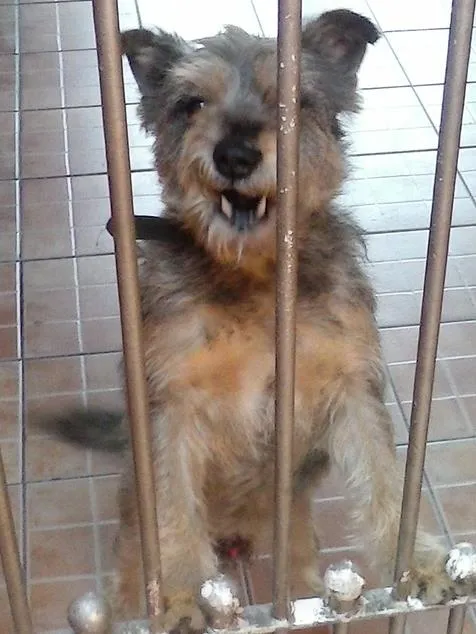 Cachorro ra a mistiço poodle idade 3 anos nome pinngo