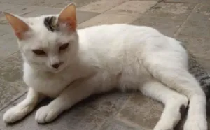 Gato raça  idade 1 ano nome Marie
