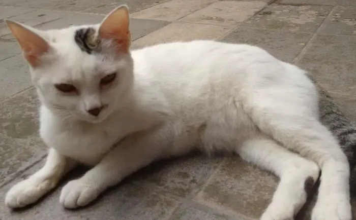 Gato ra a  idade 1 ano nome Marie