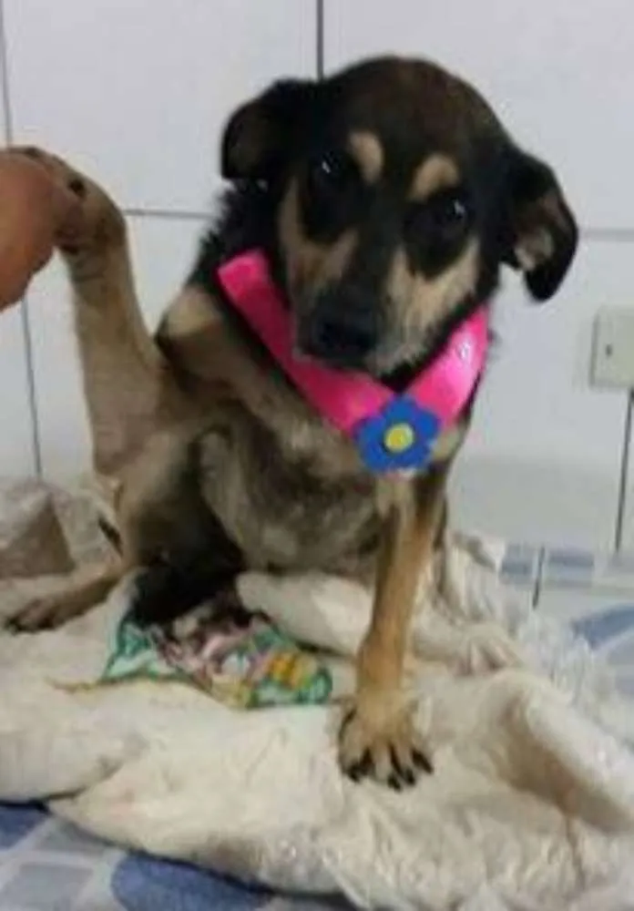 Cachorro raça SRD idade 4 anos nome Vitória