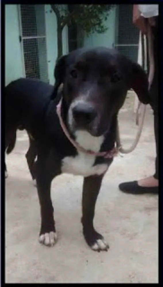 Cachorro ra a SRD idade 2 anos nome Max