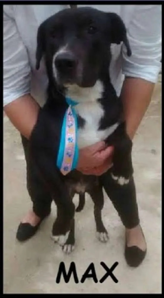 Cachorro ra a SRD idade 2 anos nome Max