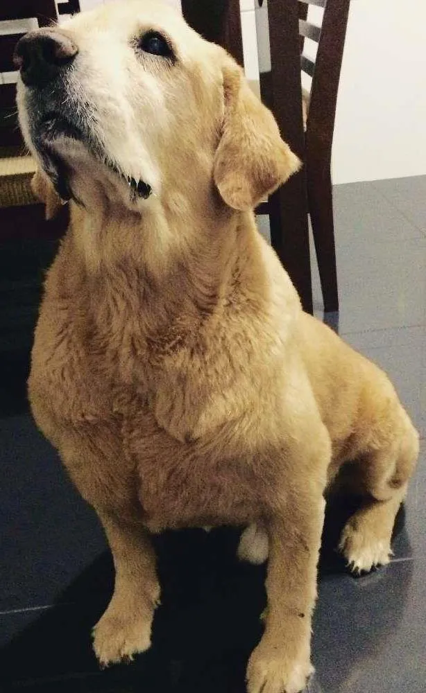 Cachorro ra a Golden Retriever idade 6 ou mais anos nome Benji GRATIFICA