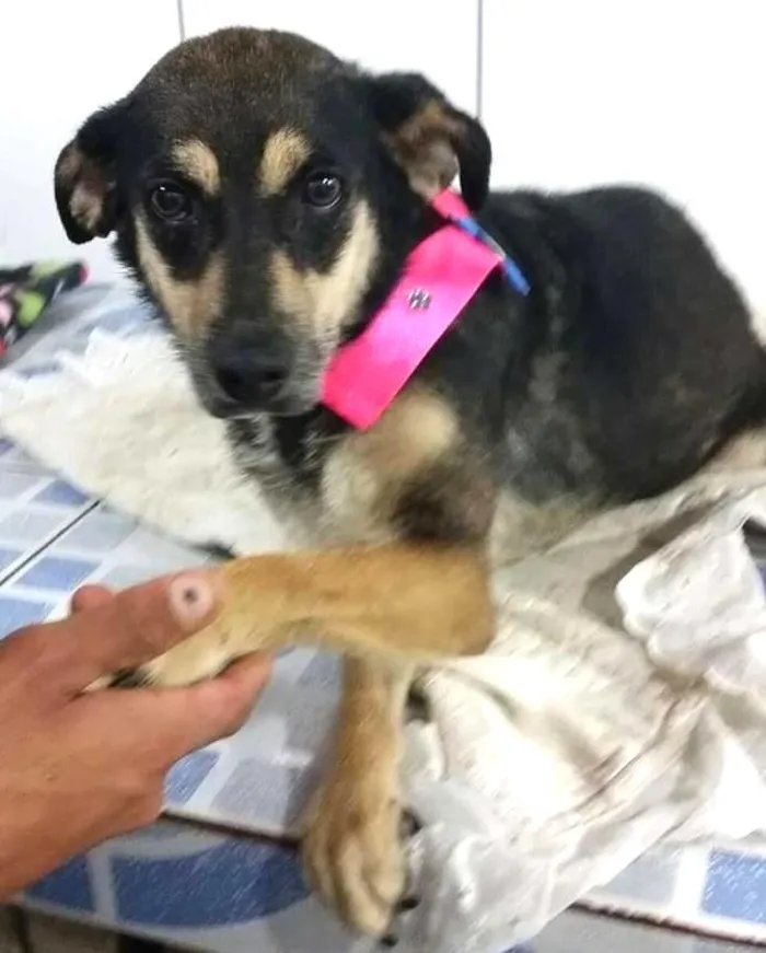 Cachorro raça SRD idade 4 anos nome Vitória