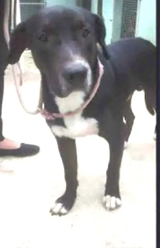 Cachorro ra a SRD idade 2 anos nome Max