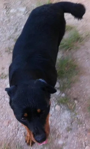 Cachorro raça Rottweiler idade 4 anos nome Flecha GRATIFICA