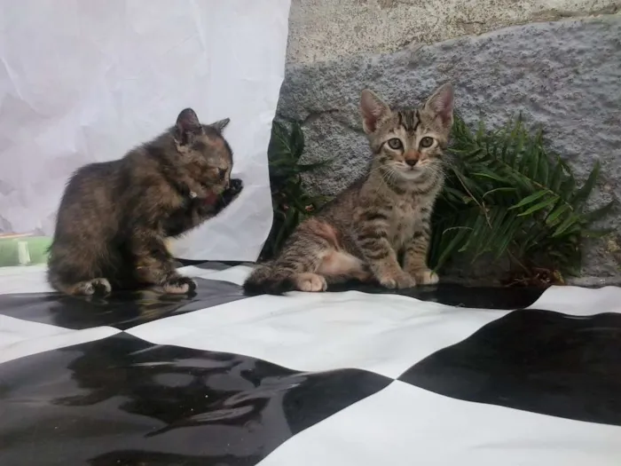 Gato ra a Sem Raça idade Abaixo de 2 meses nome Sem Nome