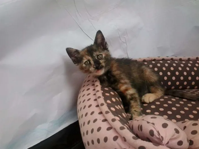 Gato ra a Sem Raça idade Abaixo de 2 meses nome Sem Nome
