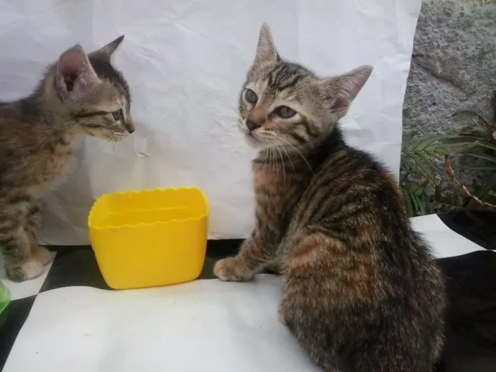 Gato ra a Sem Raça idade Abaixo de 2 meses nome Sem Nome