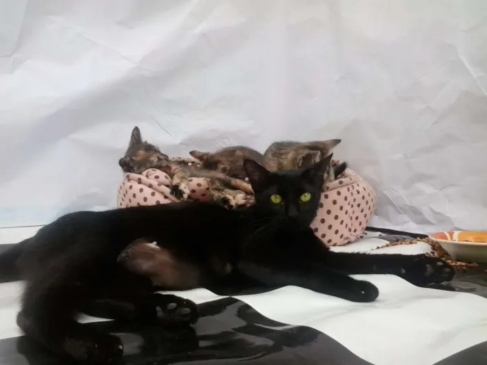 Gato ra a Sem Raça idade Abaixo de 2 meses nome Sem Nome