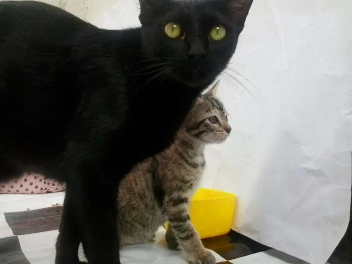 Gato ra a Sem Raça idade Abaixo de 2 meses nome Sem Nome