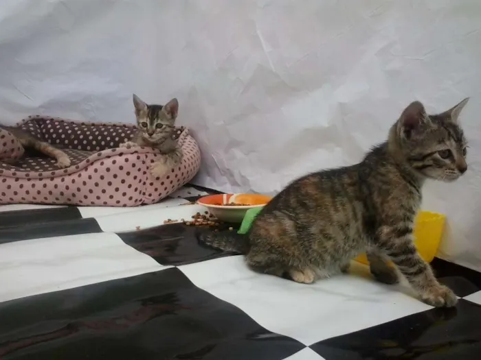 Gato ra a Sem Raça idade Abaixo de 2 meses nome Sem Nome