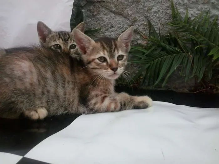 Gato ra a Sem Raça idade Abaixo de 2 meses nome Sem Nome