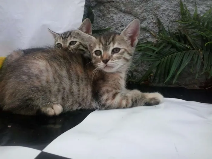 Gato ra a Sem Raça idade Abaixo de 2 meses nome Sem Nome