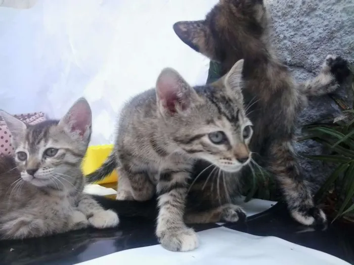 Gato ra a Sem Raça idade Abaixo de 2 meses nome Sem Nome
