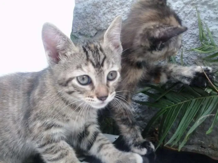Gato ra a Sem Raça idade Abaixo de 2 meses nome Sem Nome