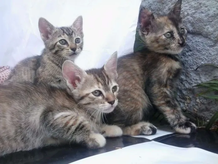 Gato ra a Sem Raça idade Abaixo de 2 meses nome Sem Nome