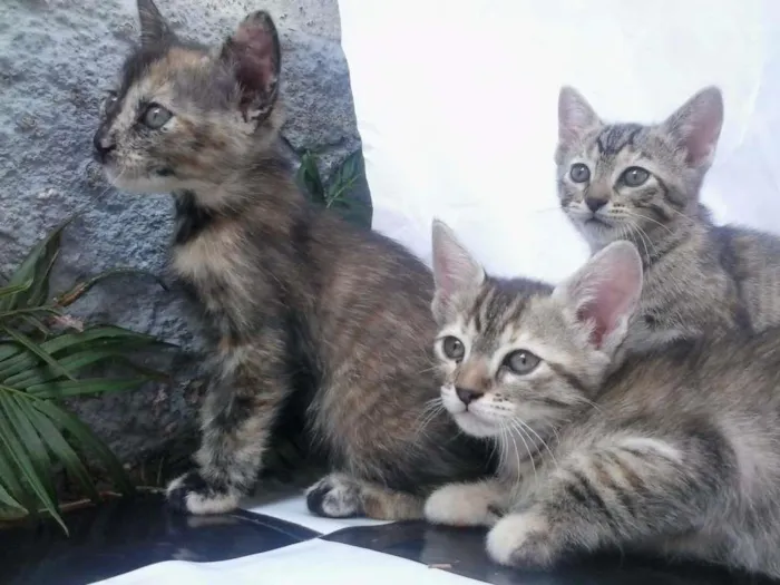 Gato ra a Sem Raça idade Abaixo de 2 meses nome Sem Nome