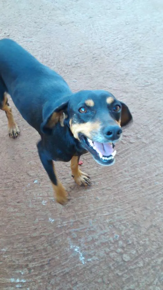 Cachorro ra a Vira lata idade 1 ano nome Neguinha