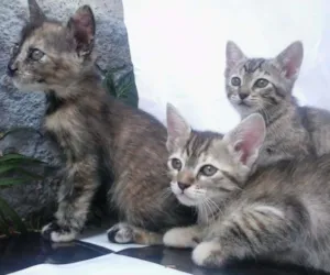 Gato raça Sem Raça idade Abaixo de 2 meses nome Sem Nome