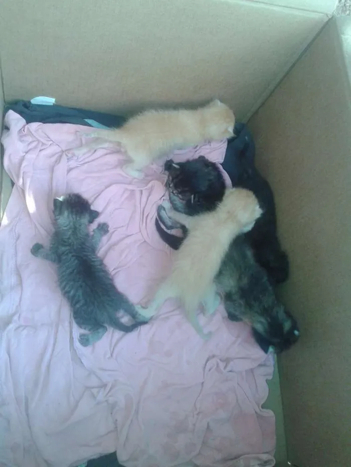 Gato raça  idade Abaixo de 2 meses nome Rajada, 