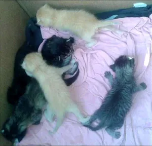 Gato raça  idade Abaixo de 2 meses nome Rajada, 