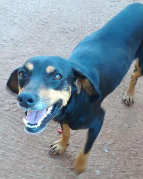 Cachorro ra a Vira lata idade 1 ano nome Neguinha