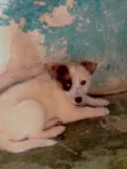 Filhotes