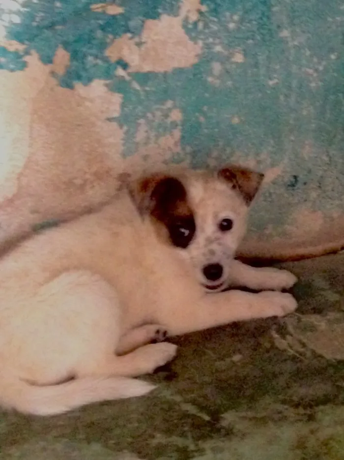 Cachorro raça SRD idade 2 a 6 meses nome Filhotes
