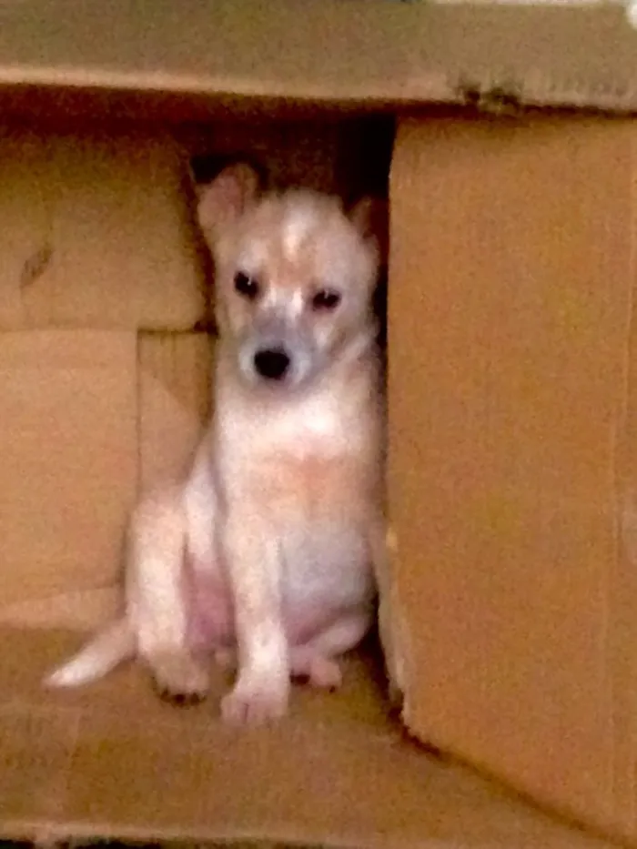 Cachorro raça SRD idade 2 a 6 meses nome Filhotes