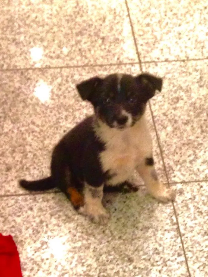 Cachorro raça SRD idade 2 a 6 meses nome Filhotes