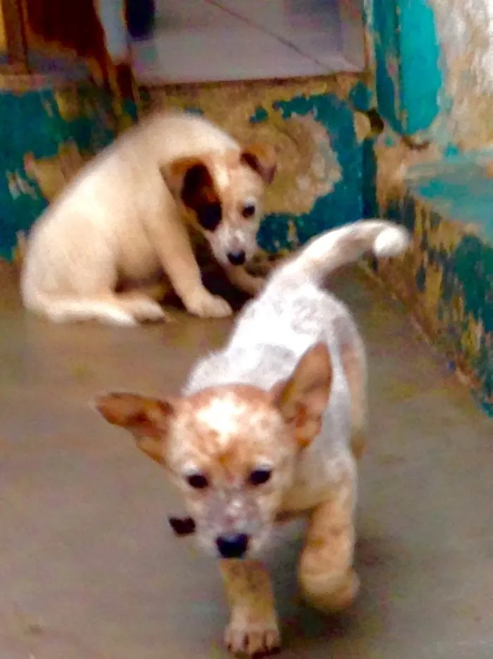 Cachorro raça SRD idade 2 a 6 meses nome Filhotes