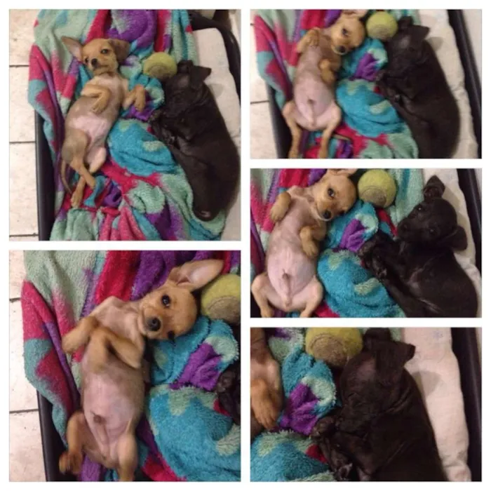 Cachorro ra a SRD idade 2 a 6 meses nome *****