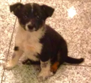 Cachorro raça SRD idade 2 a 6 meses nome Filhotes