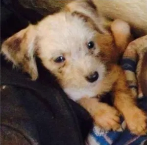 Cachorro raça SRD idade 2 a 6 meses nome *****