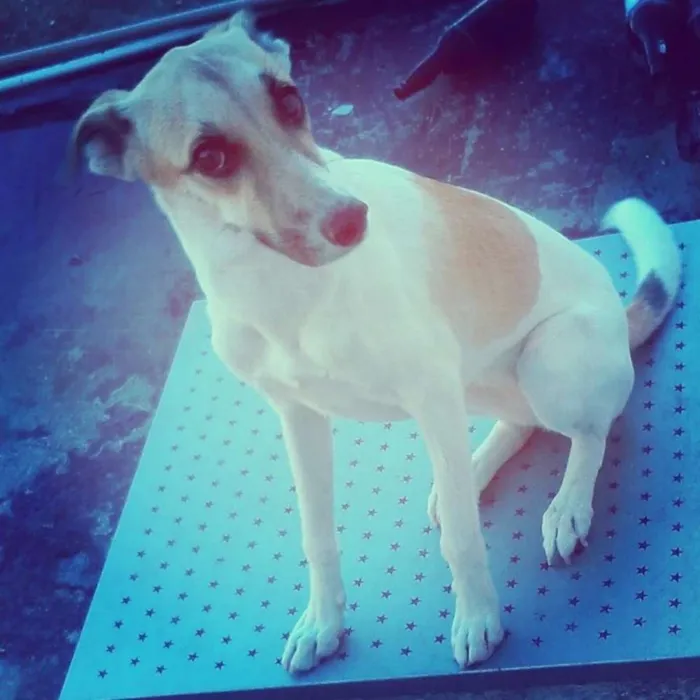 Cachorro raça mestiça idade 1 ano nome belynha