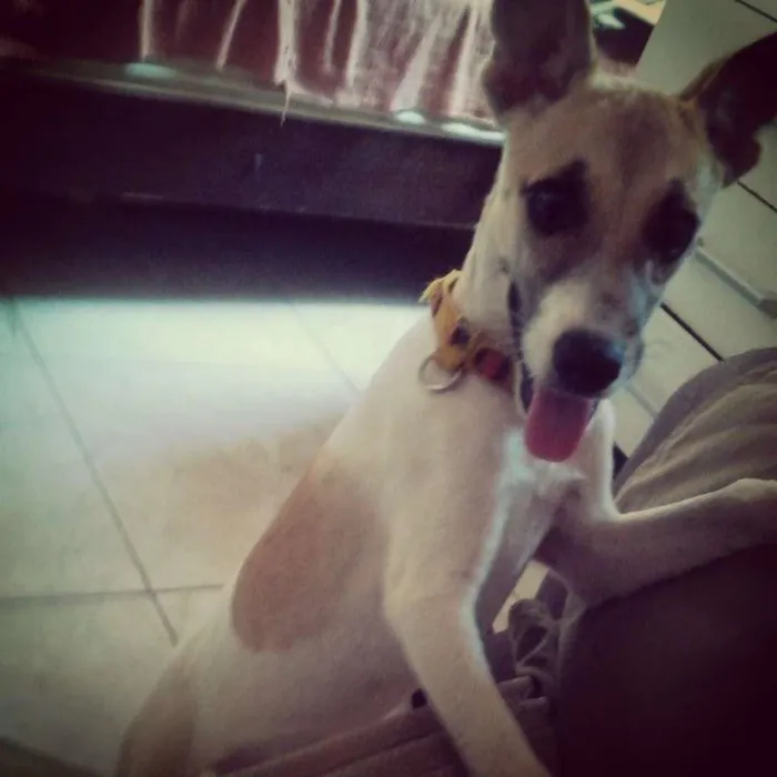 Cachorro raça mestiça idade 1 ano nome belynha