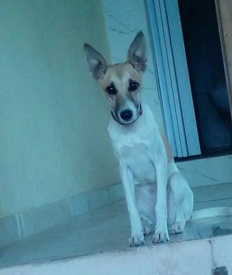 Cachorro raça mestiça idade 1 ano nome belynha