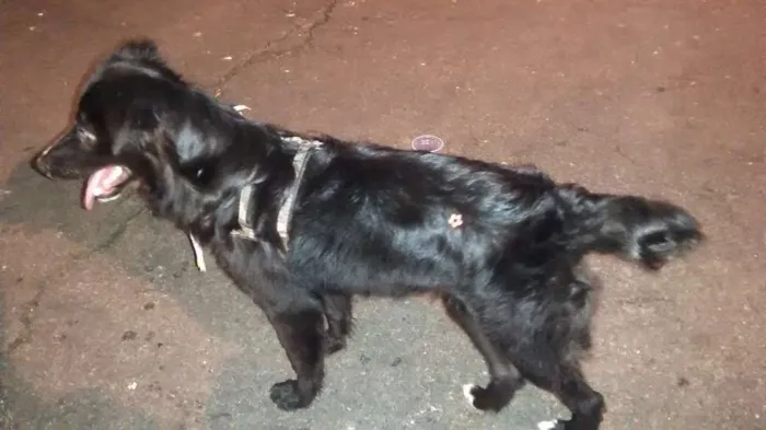 Cachorro ra a SRD idade 7 a 11 meses nome whisk